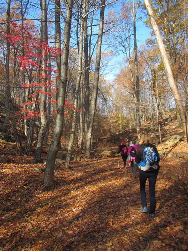 Walkers in woodland